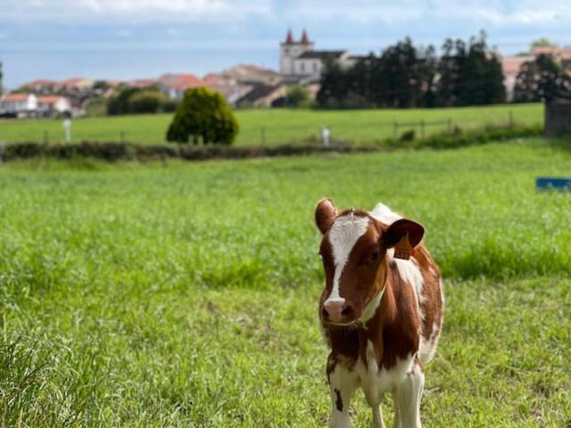 Quinta Do Avo Dimas - Rural Home - Sao Bras Porto Formoso Екстериор снимка